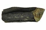 Hadrosaur (Duck-Billed Dinosaur) Tooth - Montana #133440-3